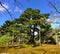 Old supported tree in Kenrokuen Garden in Japan