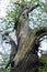 Old sweet chestnut tree