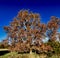 An Old Sycamore Tree