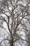 Old sycamore tree in winter