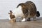 Old tabby cat eating food from a food dish