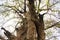 Old tamarind tree