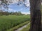 old tamarind tree by the roadside near the traditional water canal in the rice fields 4