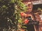 Old Tbilisi architecture, yard, windows, flowers and green leaves in summer day