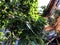 Old Tbilisi architecture, yard, windows and green trees in summer day.