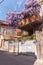 Old Tbilisi street view with blooming bush