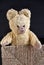 Old teddy bear sitting in sisal box