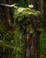 An old telephone pole covered in a green blanket of moss with a single daisy sprouting from the top. Abandoned landscape