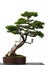 Old temple juniper as bonsai tree