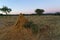 Old termite mount at sunrise in Okonjima Nature Reserve, Namibia