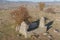 Old terrible abandoned graves. old graves with no names on them