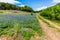 Old Texas Dirt Road in Field of Texas Bluebonnet Wildflowers