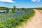 Old Texas Dirt Road in Field of Texas Bluebonnet Wildflowers on