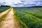 Old Texas Dirt Road in Field of Texas Bluebonnet Wildflowers