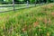 Old Texas Wooden Fence and Wildflowers