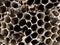 Old Texture background Wasp nest Hive