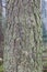 Old textured pine tree trunk in forest