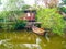 Old Thai canal side house and raw boat