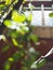 Old Thai local wooden balcony fence, glass window, sky reflection, blurred green leaves