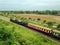 Old Thai Steam locomotive drives on the railway pass through the rice field