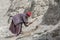 Old tibetan woman working in yard near Lamayuru monastery in Ladakh, India