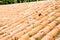 Old Tile Pipe Roof with Weeds