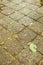 Old tiles at the sidewalk with plants