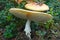 Old tilted fly agaric