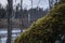 An old tilted tree covered with moss