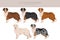 Old time farm shepherd clipart. Different coat colors set