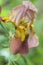 Old Time Historical Rust Gold and Mauve Tall Bearded Iris Blossom