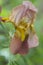 Old Time Historical Rust Gold and Mauve Tall Bearded Iris Blossom