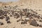 Old tin cans rubbish scattered in remote arid desert