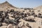Old tin cans rubbish scattered in remote arid desert