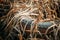 Old Tire Cover Left In Dry Autumn Grass. Used Tire Dropped In Ground. Eco Concept Garbage Disaster From Ecological