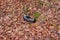 Old tire dumped in a forest.