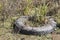 Old tire dumped in a marsh