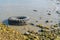 Old tire laying in water near rocky shore