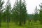 An old tired Asian woman tiredly straightens her back and hands after picking mushrooms in the forest with small firs.