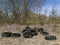 Old tires left in nature