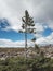 Old Tjikko, The oldest tree in the world.