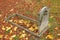 Old tombstone and autumn leaves