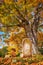 Old tombstone next to a big tree in autumn cemetery