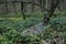 Old tombstones in abandoned cemetery