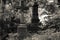 Old tombstones on the abandoned cemetery. black and white.