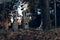 Old tombstones ruin in autmn forest, cemetery in evening, night, moon light, selective focus, halloween concept design backgrond