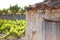 Old toolhouse next to vineyard in summer