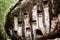 Old torajan burial site in Bori, Tana Toraja. The cemetery with coffins placed in a huge stone. Indonesia, Sulawesi, Rantepao