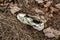 Old torn sneakers in dirty grass.