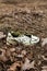 Old torn sneakers in dirty grass.